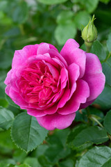englische Rose in Pink Princess Anne