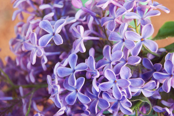 blooming lilacs close up. Spring flower