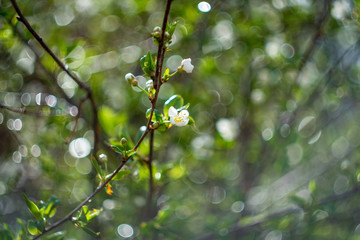 green leaves of tree. lowers of apple tree. Cherry tree flowers close up.