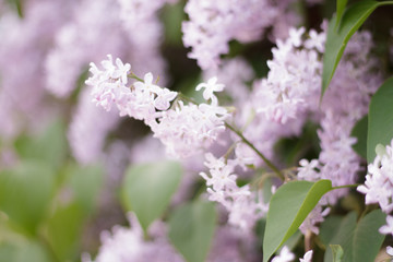 lilac flowers on the tree blossomed close-up green leaves glare bokeh light background