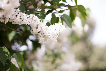 white lilac flowers on trees bloomed closeup green leaves, glare, bokeh light background