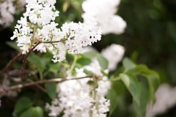 white lilac flowers on trees bloomed closeup green leaves, glare, bokeh light background