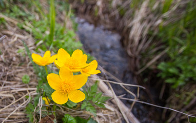 small yellow flowers in the field