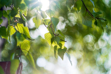 green leaves of tree in spring with sun rays. birch branches in the sun.