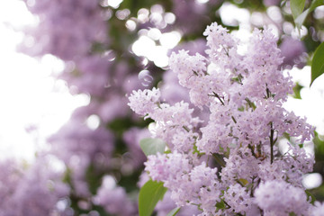 Fototapeta premium lilac flowers on the tree blossomed close-up green leaves glare bokeh light background