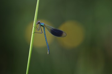 dragonfly
