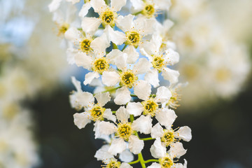 white flowers on a background of blue sky. blooming bird cherry closeup..