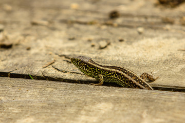 Brown lizard on the ground