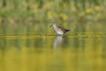 sandpiper