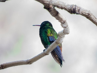 hummingbird in tree
