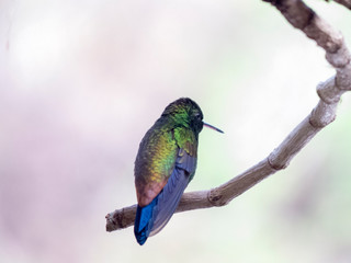 hummingbird in tree