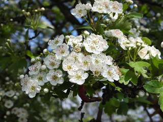 Howthorn flowers