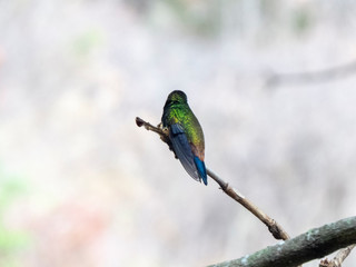 hummingbird in tree