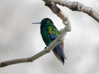 hummingbird in tree