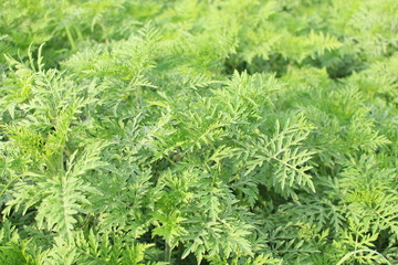 Ambrosia artemisiifolia - ragweed
