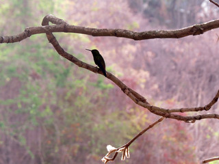 hummingbird in tree