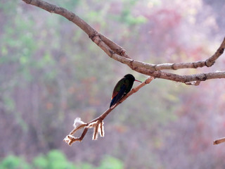 hummingbird in tree