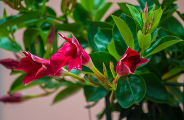 Orchidea Cattleya