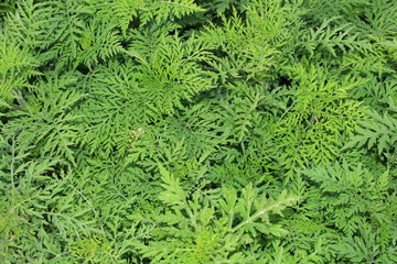 Ambrosia artemisiifolia - ragweed