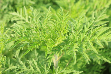 Ambrosia artemisiifolia - ragweed