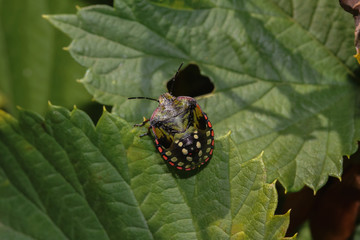 Larve der grünen Reiswanze, Nezara viridula, 