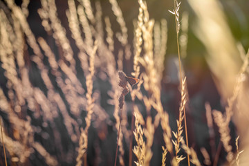 Fototapeta premium Summer