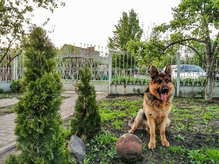 german shepherd grass pet farm