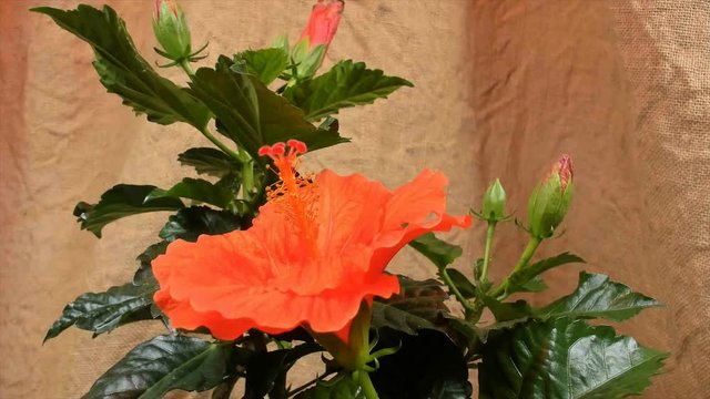 Unblooming orange ibiscus, from flower to bud; timelapse footage.