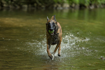 Belgian Malinois dog playing and training outside