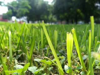 Belleza verde