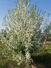 Blooming wild apples with small white flowers in the sunlights.