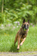 Belgian Malinois dog playing and training outside