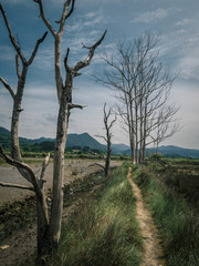 Path through the marshes in the Biosphere Reserve of Urdaibai during a cloudy day in the Basque Country