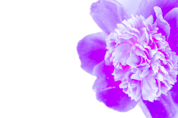 Neon purple peony closeup on a white background.