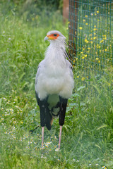 Secretary Bird (Sagittarius serpentarius) portrait