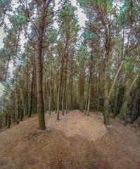 Inside a pine tree forest