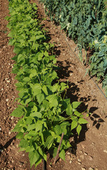 Rangs de légumes dans un potager	