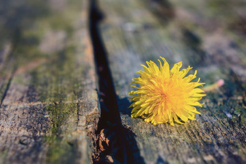 One flowering dandelions