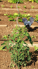 Piquets spirales pour plants de tomates