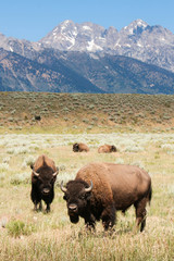 Wyoming Buffalo - Grand Teton National Park - Bison