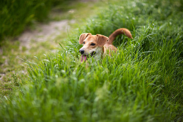 Portret leżącego psa w zielonej trawie © andsko