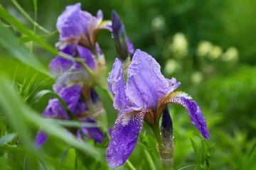 Gordijnen Close-up of a flower of bearded iris (Iris germanica) with rain drops . Beautiful colorful flowers with dew in the morning in the garden © Liudmila