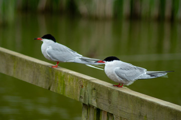 Close up of Artic Tern Perched on Bridge