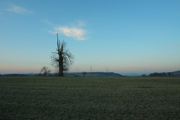Fototapeta premium Lonely tree after sunset in the spring time 