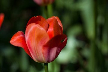 Fototapeta premium red tulips lit by the spring sun