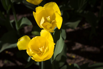  yellow tulips lit by the spring sun