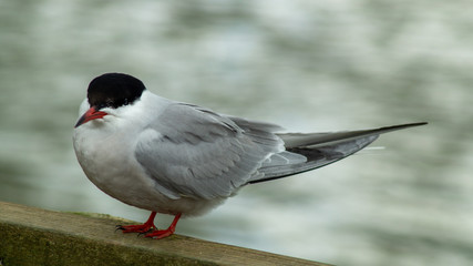 Close up of Artic Tern Perched on Bridge