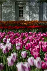 glade covered with many violet pink tulips