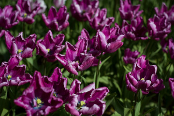 glade covered with many violet pink tulips