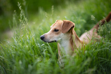 Mały pies na łące.  © andsko